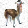 vicuna