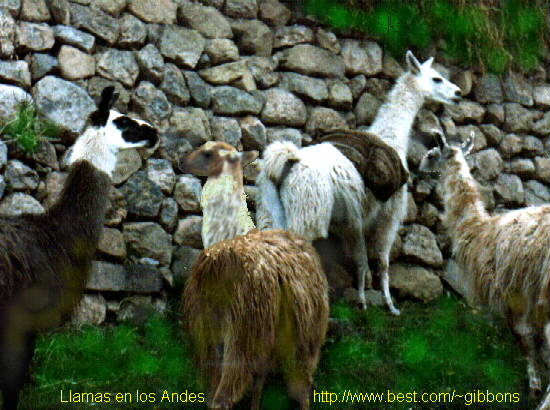 Llamas With Hats 4. , carl you think you his jan in hats from Counter-strike 