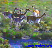 vicunas