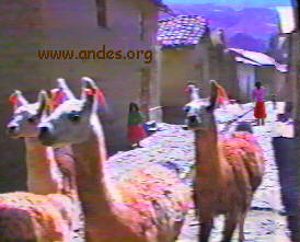 lamas in town